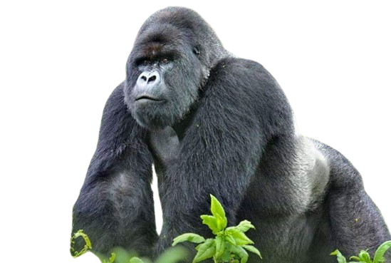 Gorilla Trekking Safaris in Uganda