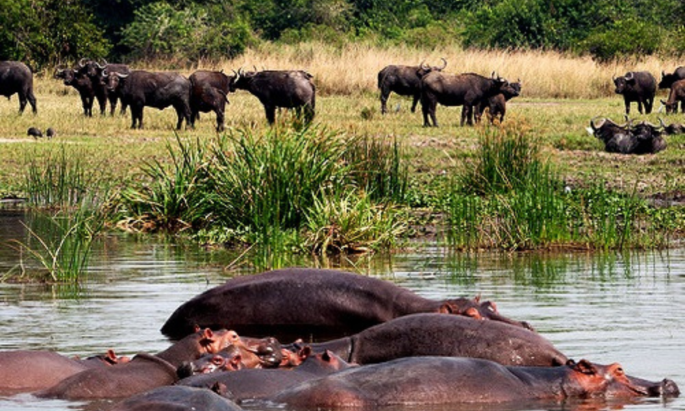 Murchison Falls National Park