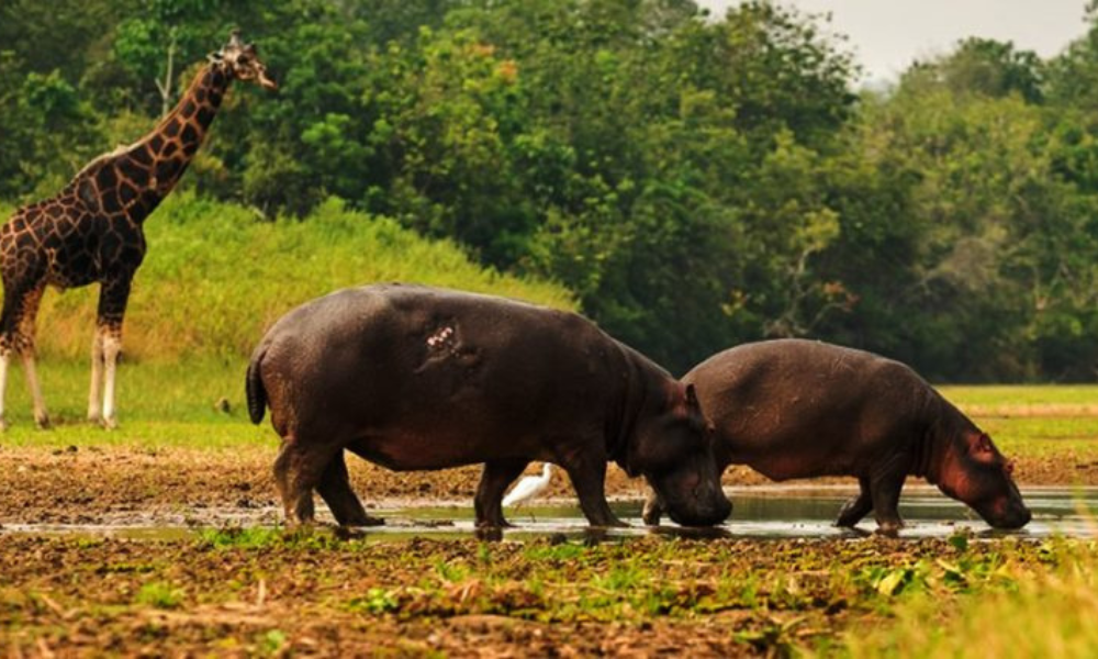 Murchison Falls National Park