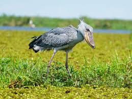 Shoebil Stork- Uganda Safaris